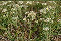 Sweet Everlasting Flowering Seeds – 500 Native Wildflower Pseudognaphalium spp. for Dried Arrangements & Pollinator Gardens