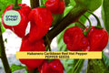 3pcs Caribbean Red Habanero Pepper Seeds – Super Hot Chili for Salsas & Spicy Dishes, Capsicum chinense