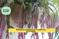 Rhipsalis Cruciforme Super Red Cuttings - Rare Epiphytic Jungle Cactus - Tropical Houseplant - Lepismium cruciforme