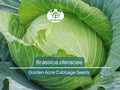 Golden Acre Cabbage Seeds | Brassica oleracea Heirloom, Compact, Sweet Flavor for Gardening & Fresh Harvest