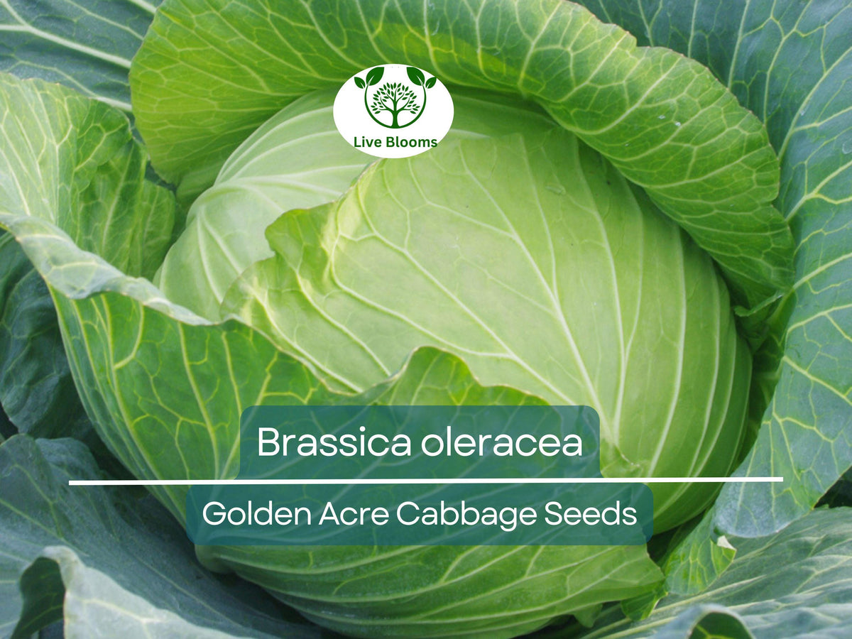 Golden Acre Cabbage Seeds | Brassica oleracea Heirloom, Compact, Sweet Flavor for Gardening & Fresh Harvest
