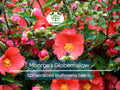 80 Monroe's Globemallow Seeds Sphaeralcea munroana Drought-Tolerant Flowering Shrub for Xeriscaping and Gardens