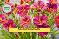 Ruby Red Stella Daylily Live Bare Root Plant – Hemerocallis Perennial with Ruby Red Blooms for Garden Borders & Pots