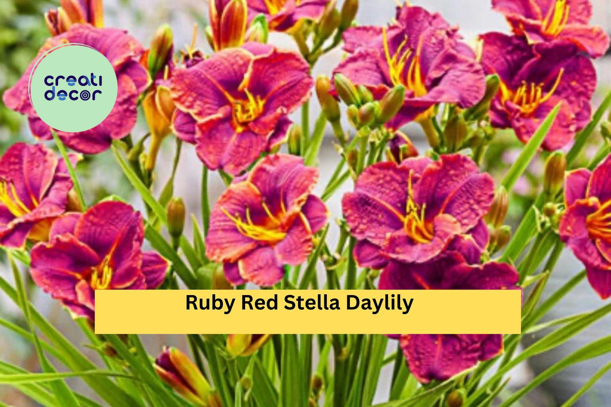 Ruby Red Stella Daylily Live Bare Root Plant – Hemerocallis Perennial with Ruby Red Blooms for Garden Borders & Pots