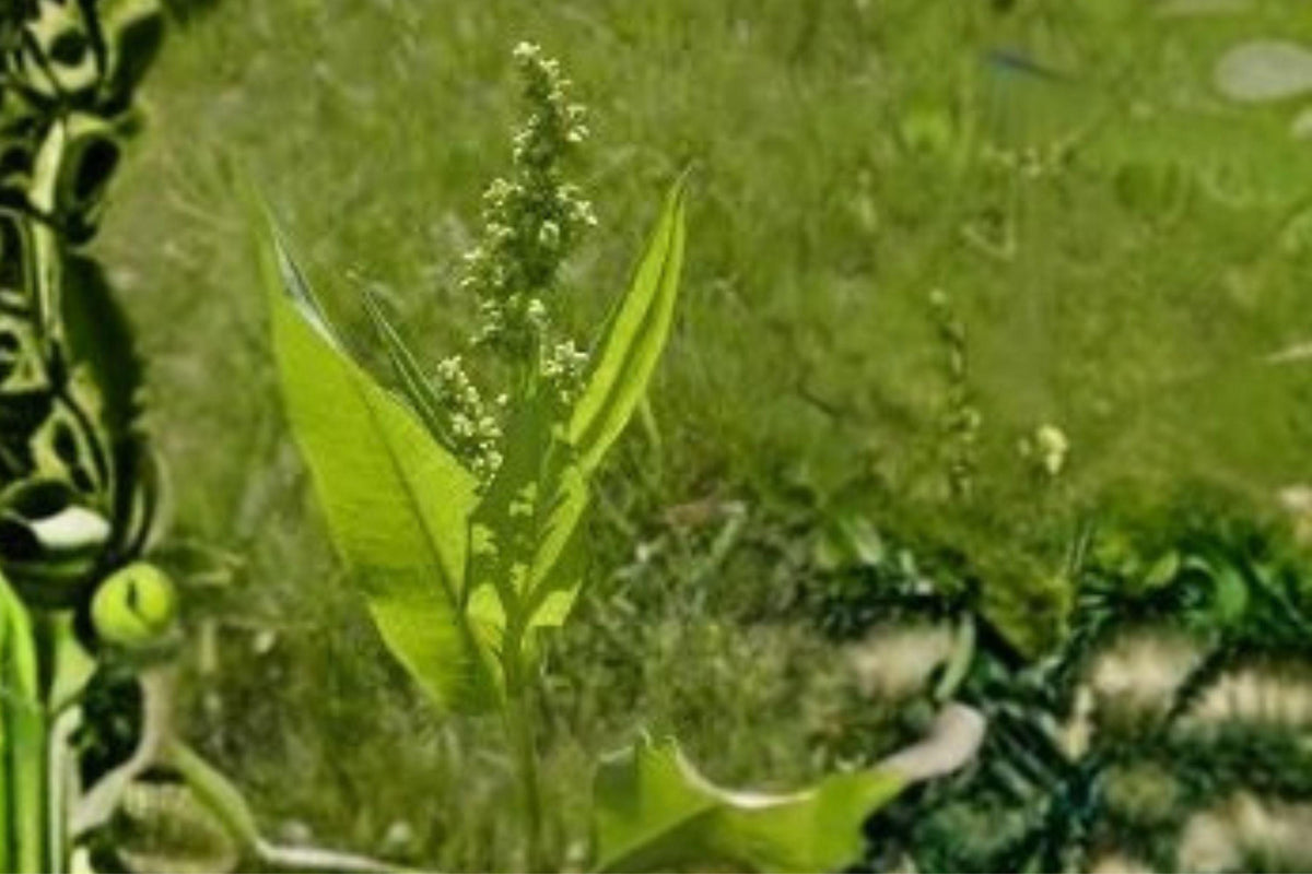 100 Seeds Rumex altissimus Pale Dock Native Perennial for Wetlands, Stream Banks & Moist Soils