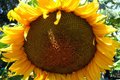 Giant Mongolian Sunflower Seeds – Non-GMO, 18-Inch Blooms, Tall 14-Foot Helianthus annuus, Heirloom, Pollinator-Friendly