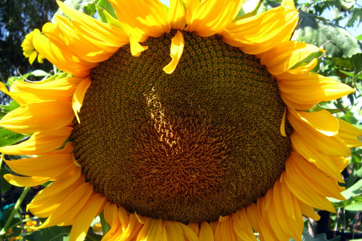 Giant Mongolian Sunflower Seeds – Non-GMO, 18-Inch Blooms, Tall 14-Foot Helianthus annuus, Heirloom, Pollinator-Friendly