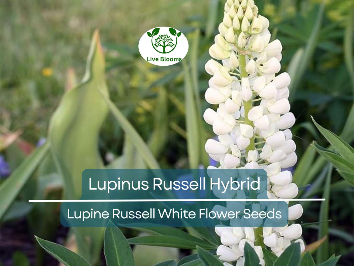 20 Seeds Lupine Russell White – Hardy Perennial Flowering Plant, White Blooms, Pollinator-Friendly, Easy to Grow, Non-GMO Seeds