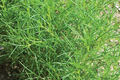 Saltwort Herb Seeds – Non-GMO, Traditional Japanese Culinary Herb, Corchorus olitorius, Edible Green, Heirloom, Easy to Grow
