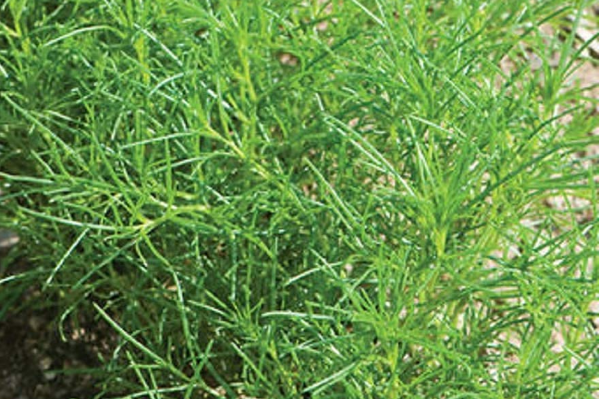 Saltwort Herb Seeds – Non-GMO, Traditional Japanese Culinary Herb, Corchorus olitorius, Edible Green, Heirloom, Easy to Grow