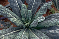 Lacinato Kale Seeds, Non-GMO Heirloom, Dinosaur Kale, Cold-Hardy Brassica oleracea var. palmifolia, Nutritious Greens