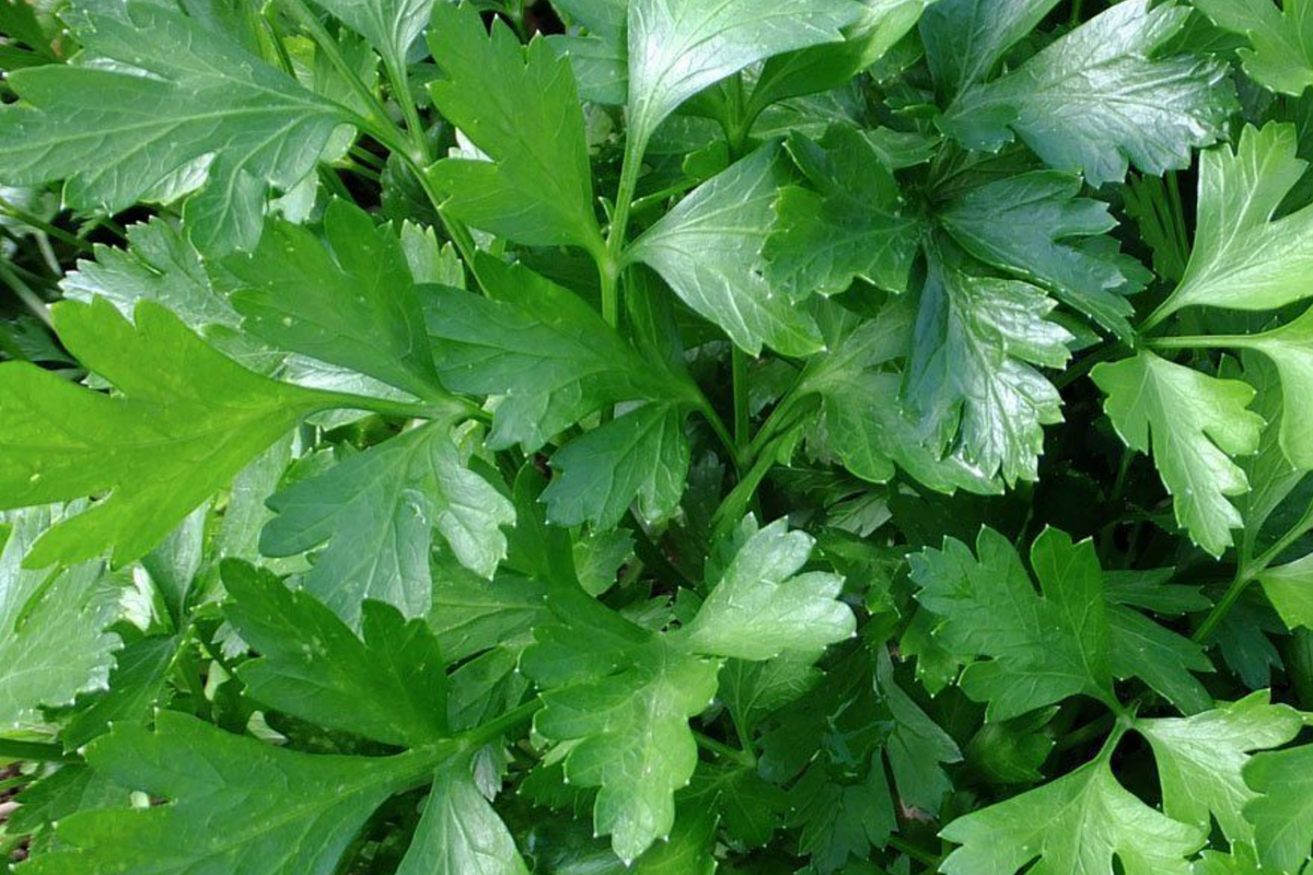 2,000 Italian Giant Parsley Seeds - Heirloom Non-GMO Culinary Herb for Gardens & Containers Petroselinum crispum