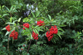 Red Elderberry Seeds – Sambucus racemosa – Hardy Wildlife Berry Shrub for Gardens & Landscaping