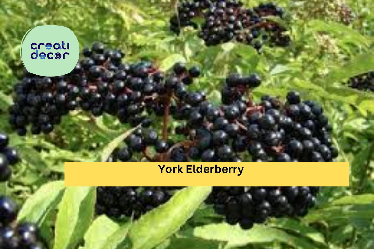 York Elderberry Bare Root Plants – 4 Shrubs, Self-Pollinating, Hardy Fruit Bush, Sambucus canadensis ‘York’ for Zones 4–8