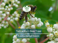 20 Bee Tree Seeds Euodia danielli Tetradium Pollinator-Friendly Tree for Bees & Honey Production