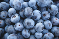 Highbush Blueberry Seeds - Disease-Resistant, Self-Fertile, Large Berries, Vaccinium corymbosum, Home Garden Plants