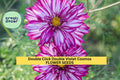200+ Double Click Double Violet Cosmos Seeds – Frilly Purple Blooms for Garden Planting, Long-Stemmed Cut Flowers – USA