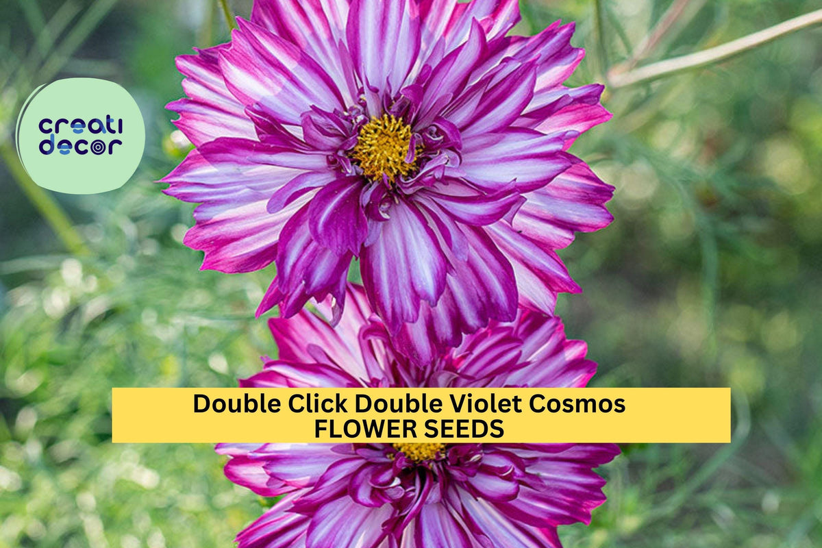 200+ Double Click Double Violet Cosmos Seeds – Frilly Purple Blooms for Garden Planting, Long-Stemmed Cut Flowers – USA