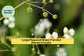 Large-Flowered Water Plantain Seeds (Alisma triviale) – 300 Native Aquatic Seeds for Ponds, Wetlands, and Wildlife Habitat
