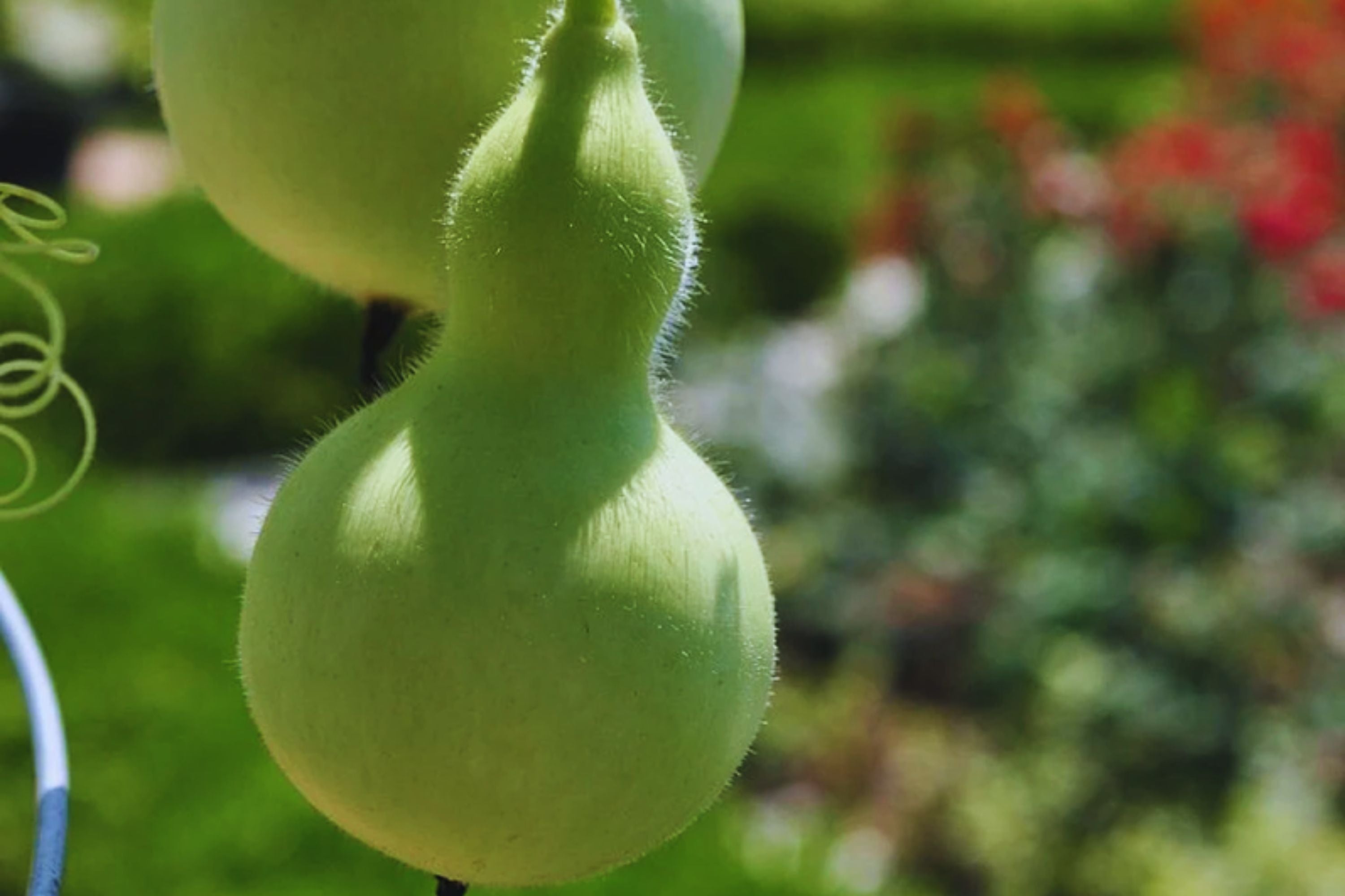 Bottle Gourd Seeds Pack of 20+ Non-GMO Lagenaria siceraria for Gardening, Crafting & Cooking