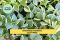 1 Million Hearts Cutting – Dischidia ruscifolia Unrooted Starter Vine for Hanging Baskets or Terrariums – Easy to Grow – USA