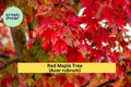 Red Maple Tree Seedling – 1-3 ft Bare Root Acer rubrum for Shade & Fall Color