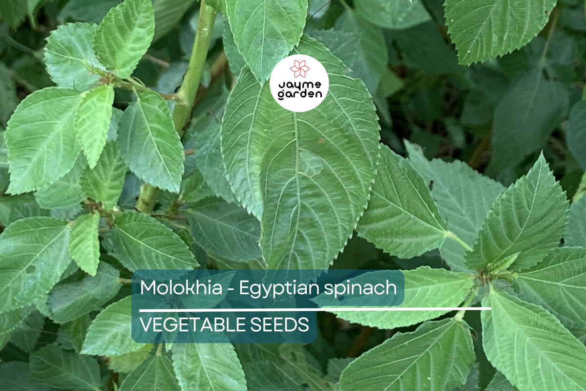 100 Molokhia Seeds – Egyptian Spinach, Saluyot, Corchorus olitorius, Non-GMO, Heirloom, Nutrient-Rich Green Leafy Vegetable
