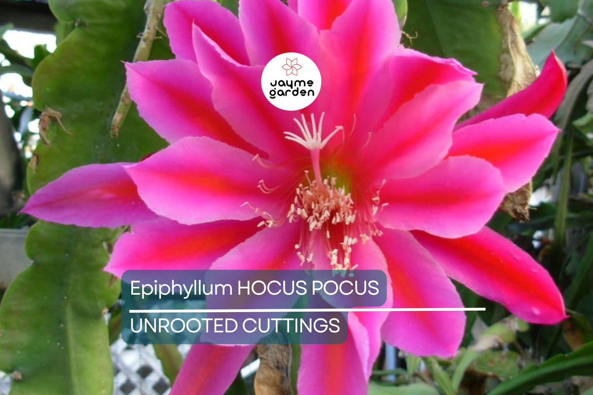 Epiphyllum 'Hocus Pocus' Orchid Cactus Cutting | 8-10 Inch Unrooted Propagation Plant | Stunning Blooms for Collectors