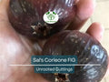 Sal's Corleone Fig Cutting – Unrooted Propagation Plant Ficus carica, 8 Inches, Premium Grafting & Growing Material