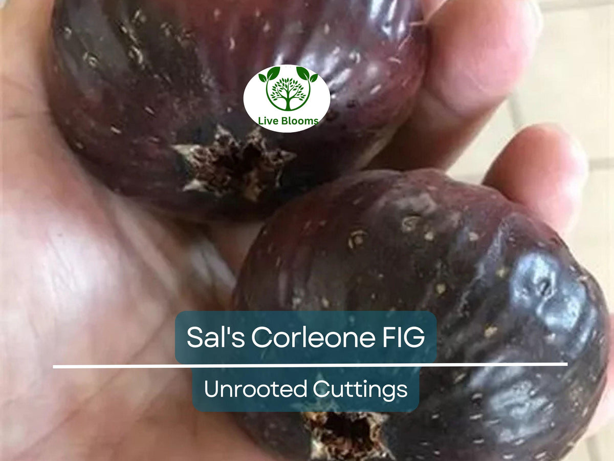 Sal's Corleone Fig Cutting – Unrooted Propagation Plant Ficus carica, 8 Inches, Premium Grafting & Growing Material