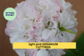 White-Pink Geranium Cuttings | 6-Inch Pelargonium Starter Stems for Propagation | Flowering Garden Plants