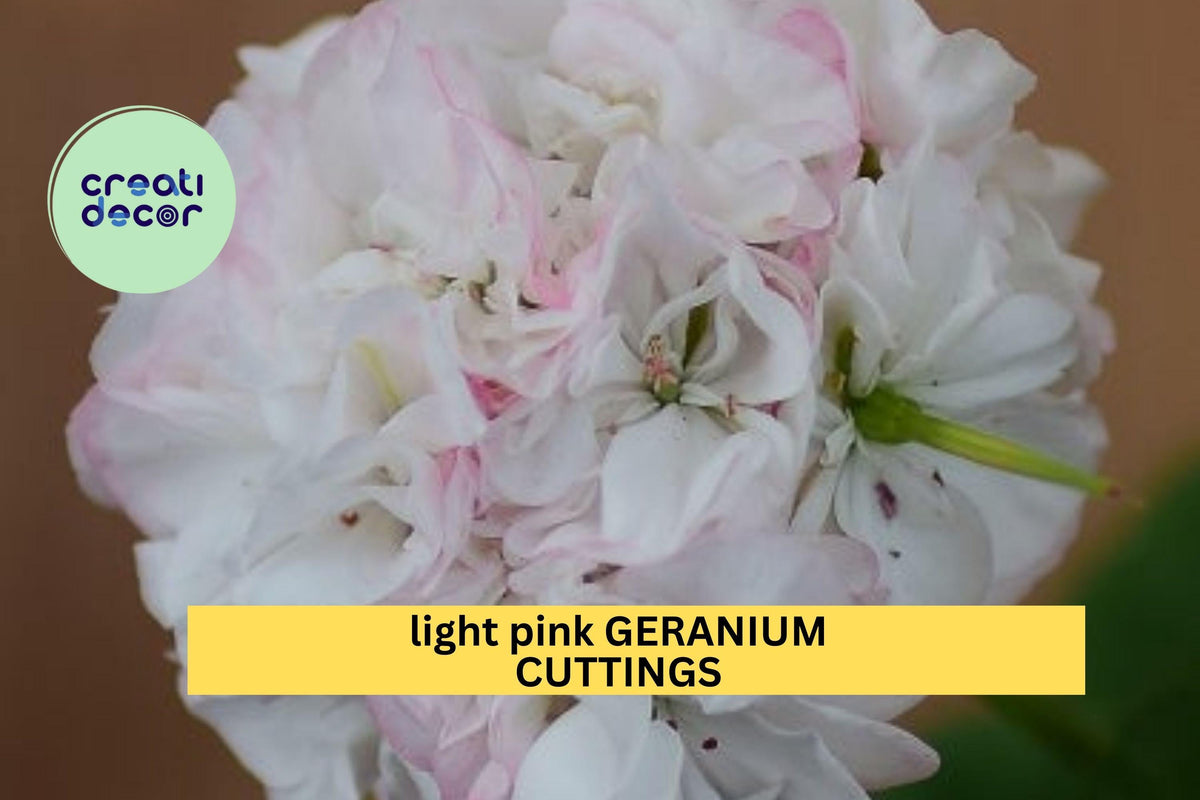 White-Pink Geranium Cuttings | 6-Inch Pelargonium Starter Stems for Propagation | Flowering Garden Plants
