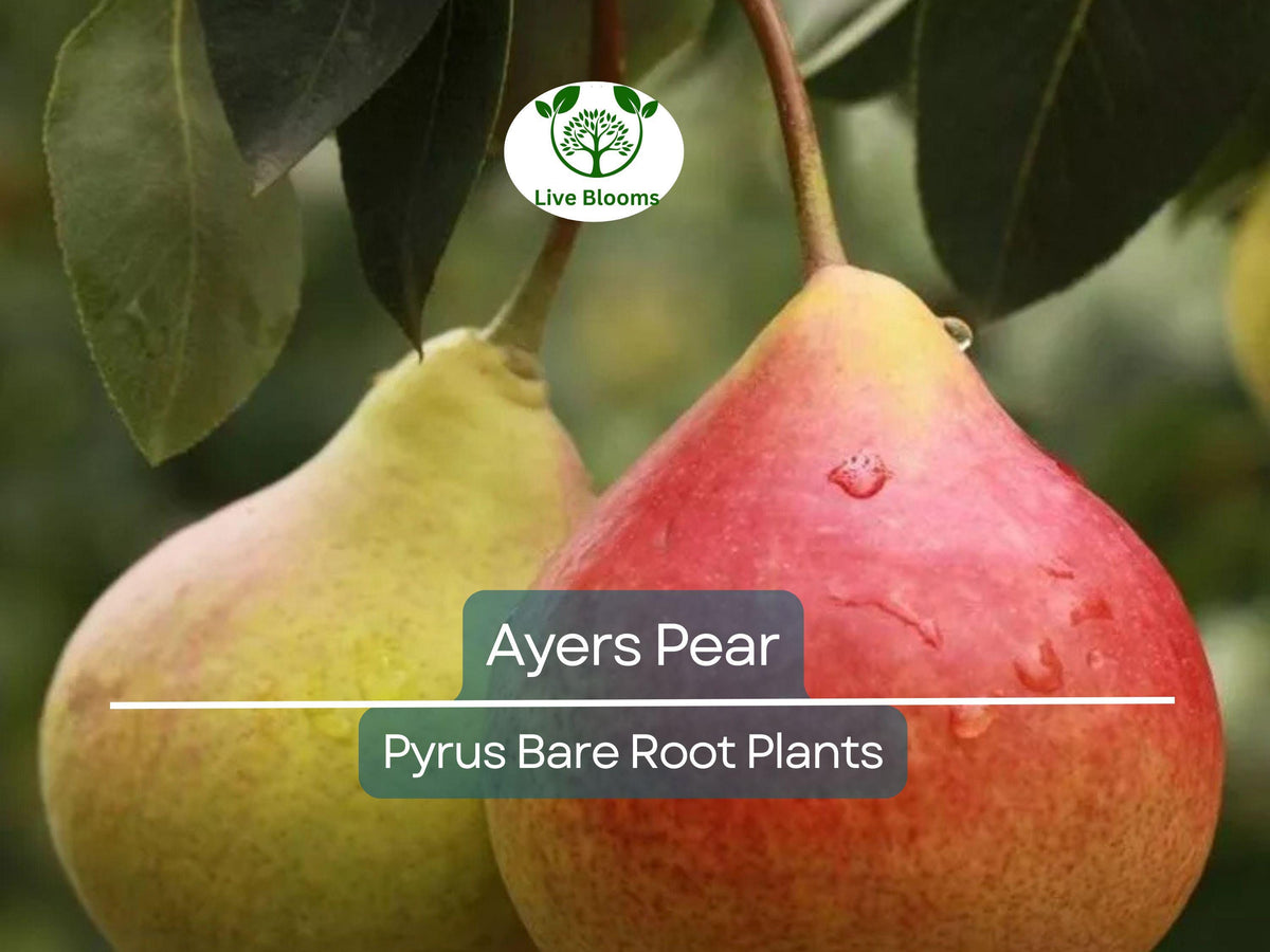 Ayers Pear Tree – Bare Root Fruit Tree – Self-Pollinating, Disease-Resistant Pyrus communis
