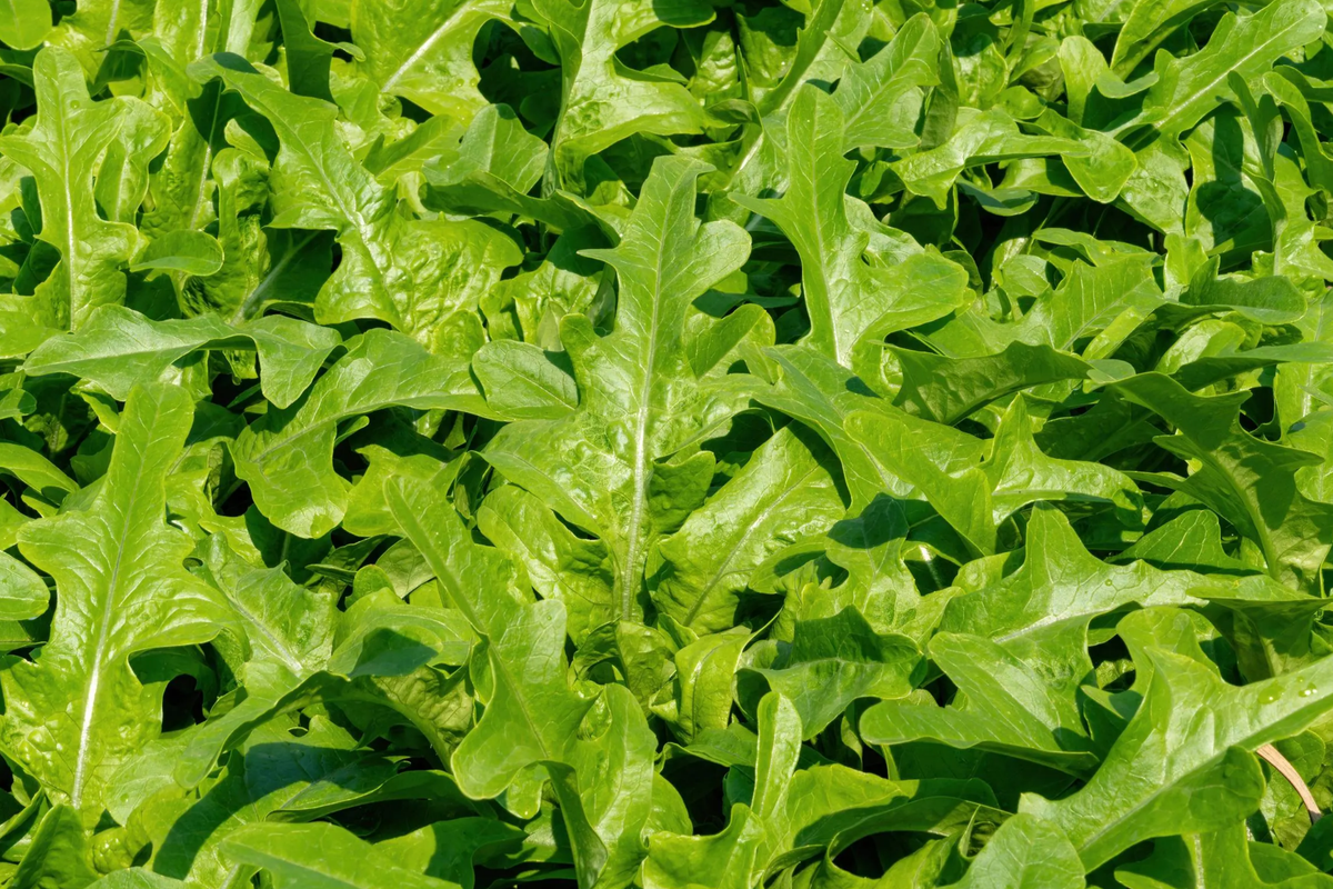 Heirloom Italian Dandelion Seeds - Catalogna Emerald Endive, Slow-Bolting Chicory, Cichorium intybus, Salad Greens, Non-GMO