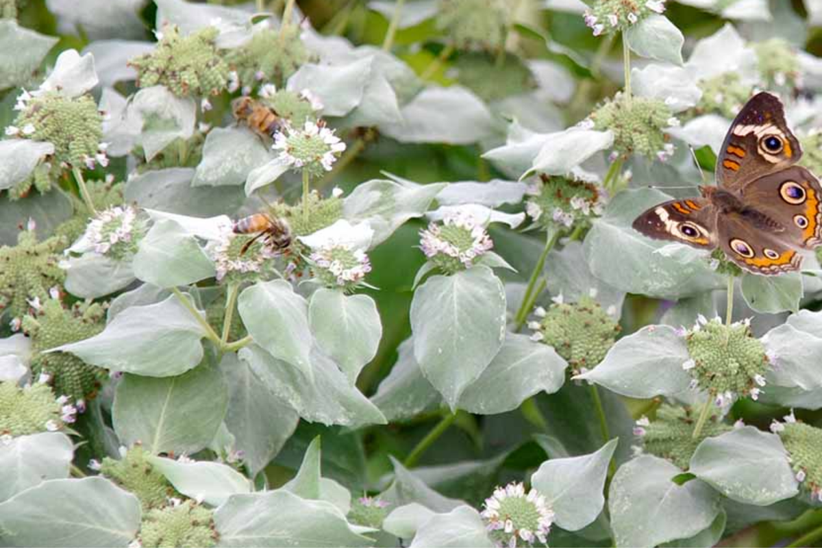 650 Mountain Mint Seeds Pycnanthemum Pilosum Fragrant Mint Pollinator Attractant Tea Herb