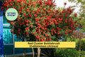 Red Cluster Bottlebrush Live Rooted Plant – Callistemon citrinus – Bright Red Blooms, Evergreen Shrub for Garden, Hedges & Containers