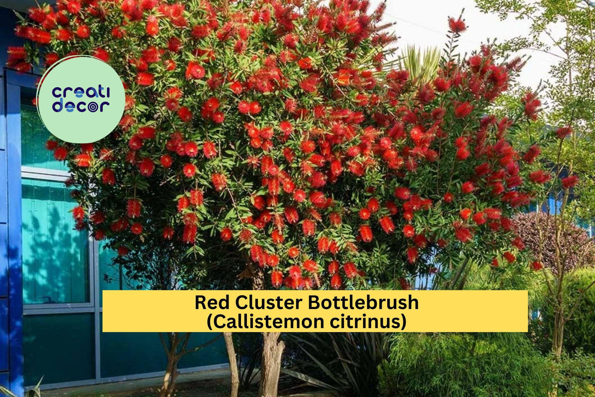 Red Cluster Bottlebrush Live Rooted Plant – Callistemon citrinus – Bright Red Blooms, Evergreen Shrub for Garden, Hedges & Containers