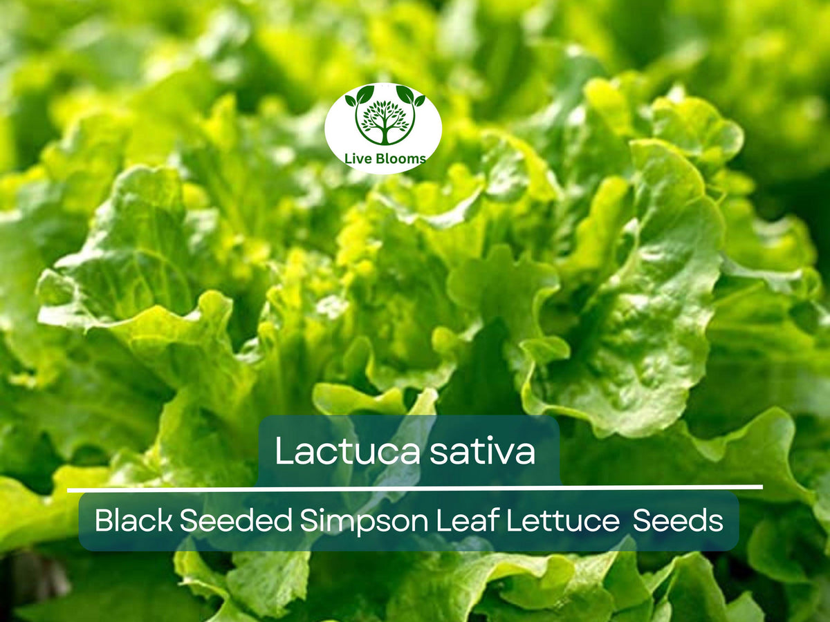 Black Seeded Simpson Leaf Lettuce Seeds – Heirloom Lactuca sativa for Gardening, Salad, and Fresh Leafy Greens