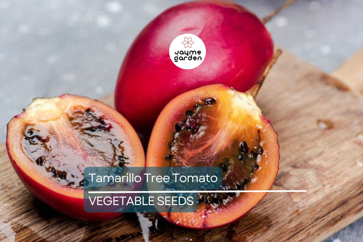Tamarillo Tree Seeds – Fast-Growing Fruit Tree with Pink Flowers, High Yield, Cyphomandra betacea, Exotic Tropical Fruit, Container-Friendly