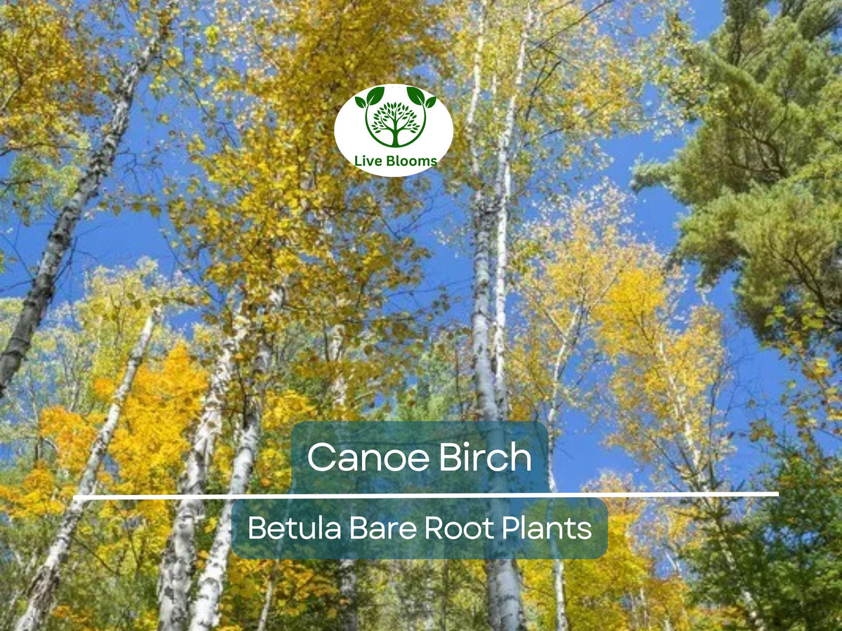 Canoe Birch Tree Live Bare Root White Birch Betula papyrifera Fast-Growing Shade Tree with Peeling Bark