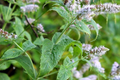 2000 Peppermint Seeds Mentha piperita Non-GMO Heirloom Herb for Tea, Culinary & Medicinal Use