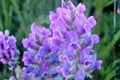 25 Showy Locoweed Seeds – Oxytropis lambertii Native Wildflower, Drought Tolerant, Purple Prairie Flower, Herbaceous Perennial