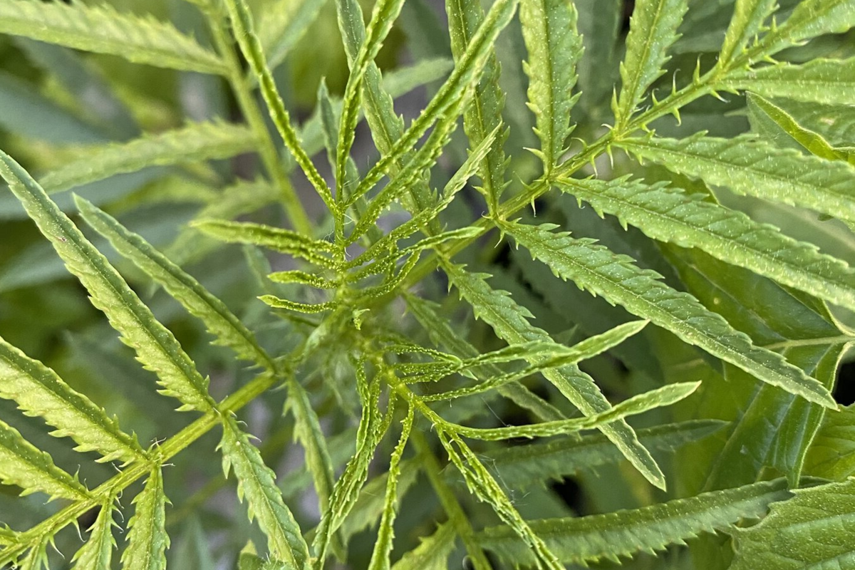 300 Huacatay Seeds - Black Mint Herb, Tagetes Minuta, Peruvian Culinary & Medicinal Herb, Organic, Fresh Seeds