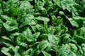 Giant Noble Spinach Seeds – Non-GMO Heirloom, Fast-Growing, High-Yield Leafy Greens, Spinacia oleracea