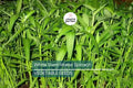 White Stem Water Spinach Seeds, Ong Choy, Kong Xin Cai, Rau Muống Trắng, Ipomoea aquatica, fast-growing vegetable, nutritious greens, USA seller