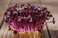 Bulk Radish Microgreen Seeds - Non-GMO Heirloom Raphanus sativus for Microgreens, Sprouting, Salad Greens