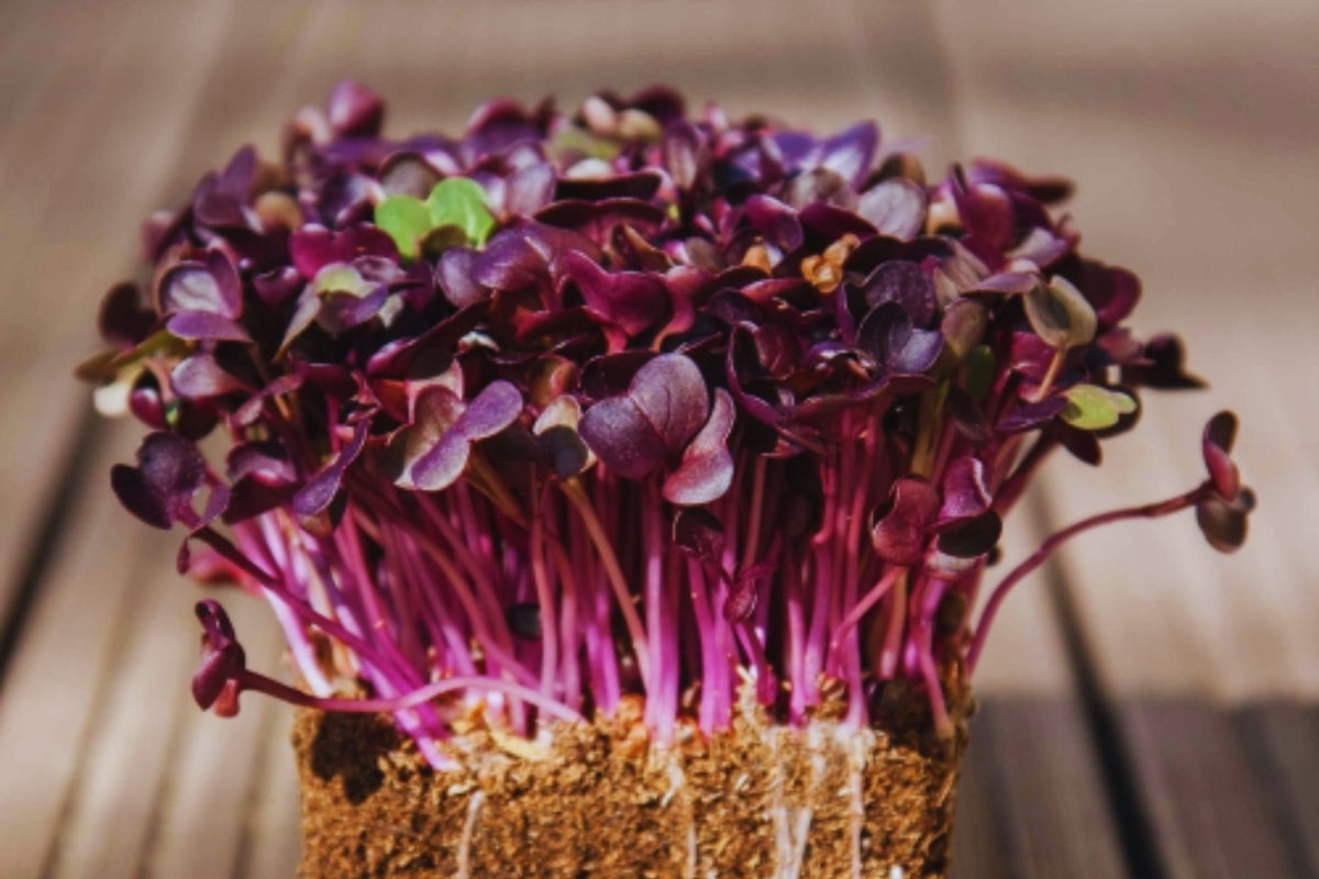 Bulk Radish Microgreen Seeds - Non-GMO Heirloom Raphanus sativus for Microgreens, Sprouting, Salad Greens