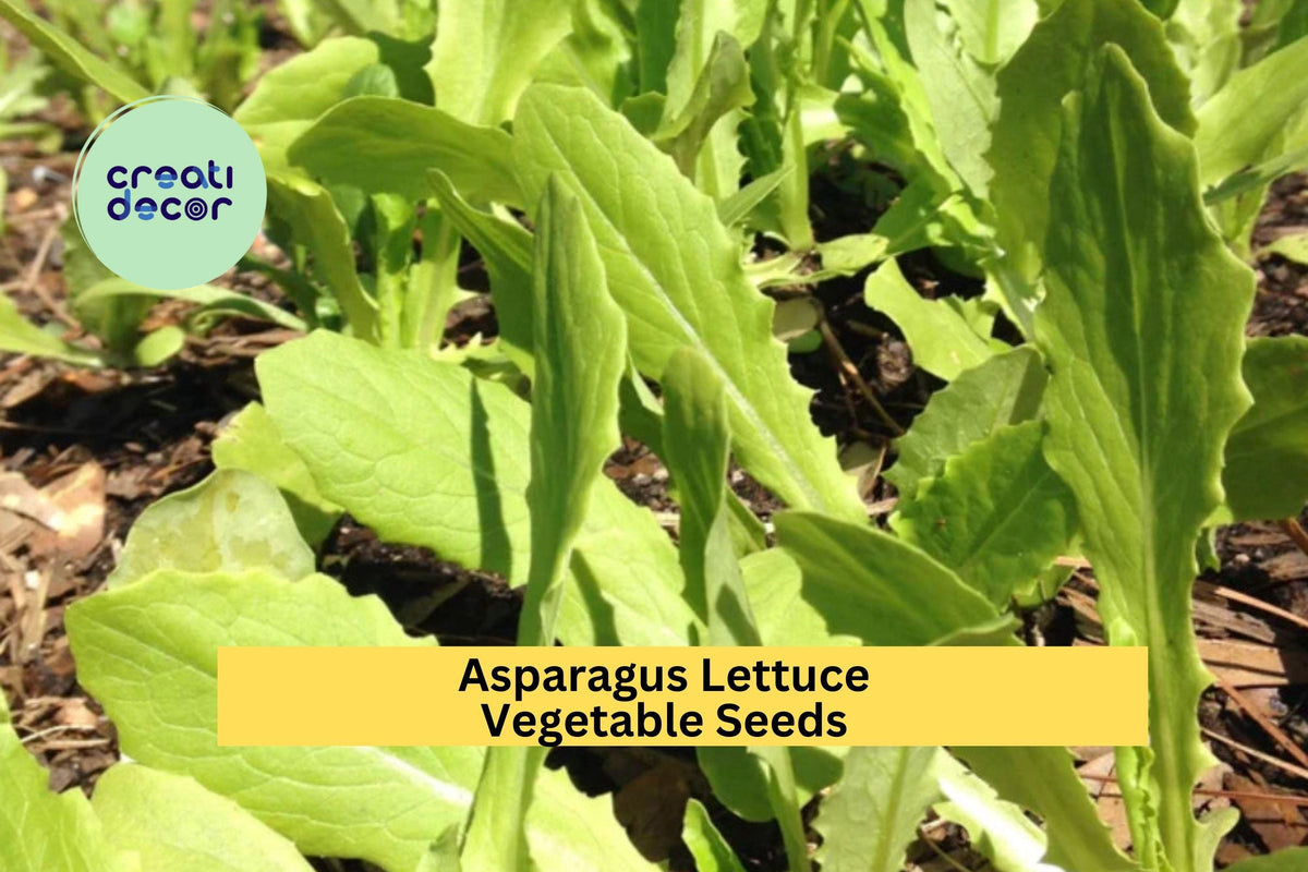 200 Seeds Asparagus Lettuce New Yu Mai Seeds – Crisp Asian Stem Lettuce for Garden Beds & Containers Lactuca sativa var. asparagina