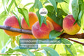 3 Peach Tree Seeds - Dwarf Nemaguard Prunus persica, Hardy Fast-Growing Fruit Tree, Edible Landscape, Pink Blossoms