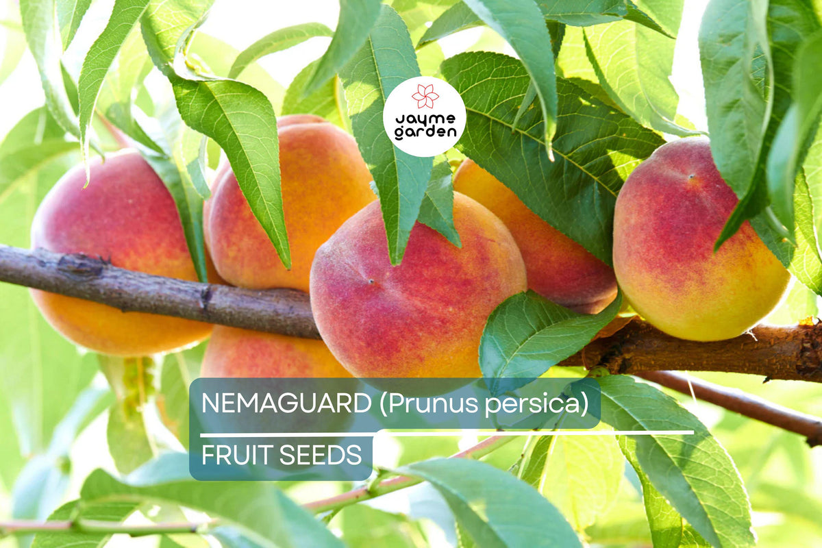 3 Peach Tree Seeds - Dwarf Nemaguard Prunus persica, Hardy Fast-Growing Fruit Tree, Edible Landscape, Pink Blossoms